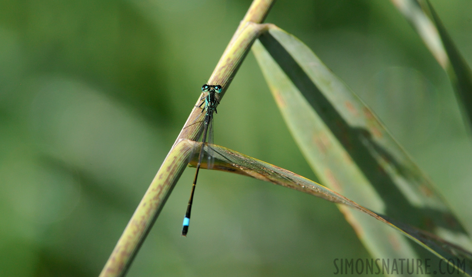 Ischnura elegans [550 mm, 1/800 Sek. bei f / 10, ISO 1600]